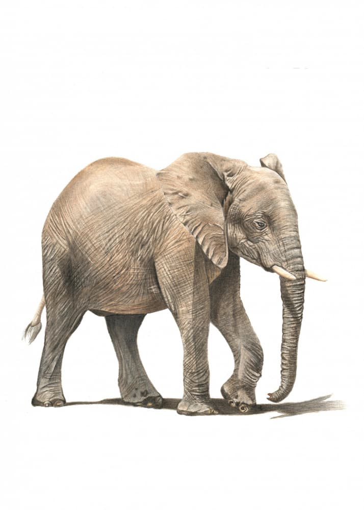 Walking African Elephant by Angelica Diehn — canvas wall art