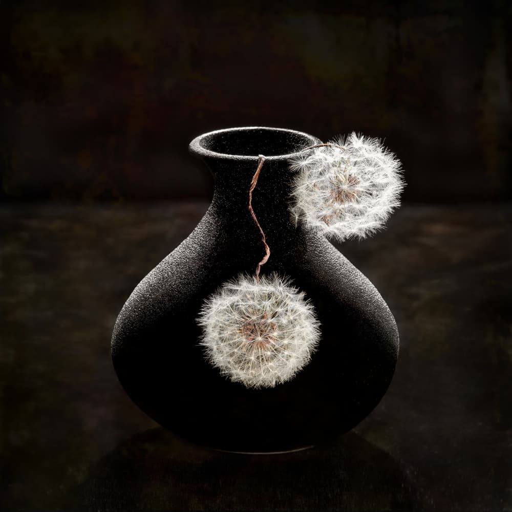 Delicate Dandelion Vase by Mia Meng — canvas wall art