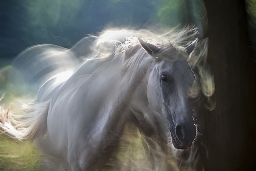 Ethereal White Horse by Milan Malovrh — canvas wall art