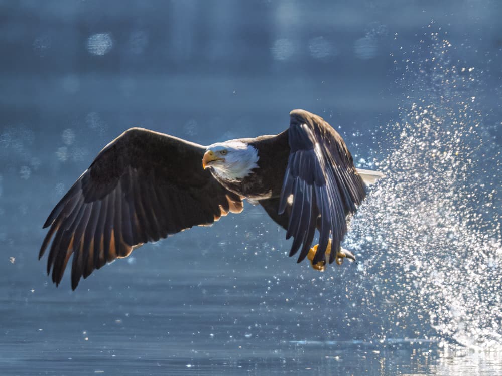 Majestic Eagle Water Splash by Robert Zhang — canvas wall art