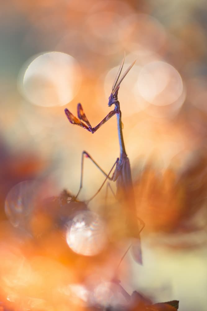 Golden Mantis Bokeh by Sebastien Blomme — canvas wall art