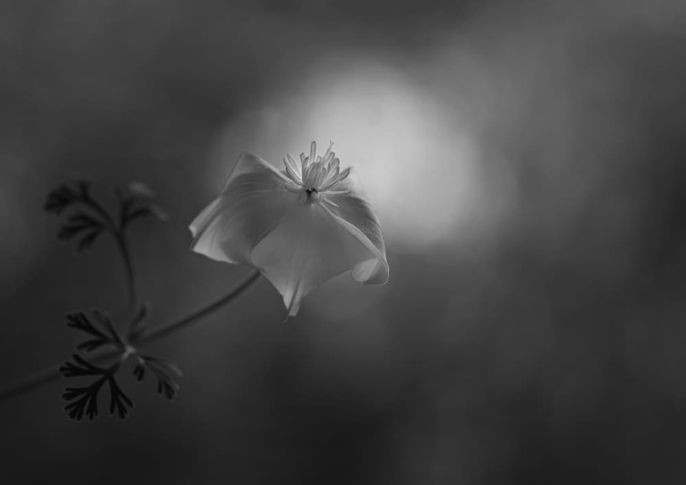Soft Monochrome Bloom by Lotte Grønkjær — canvas wall art