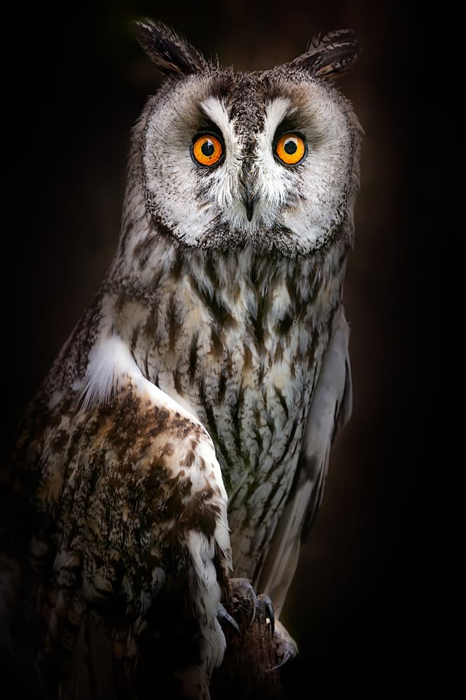 Intense Owl Gaze by Santiago Pascual Buye — canvas wall art
