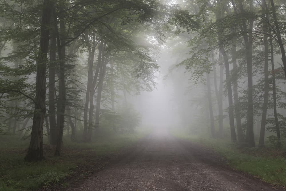 Misty Forest Path by Alexandru Ionut Coman — canvas wall art