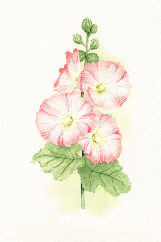 Pink Hollyhocks Watercolor by Salome — canvas wall art