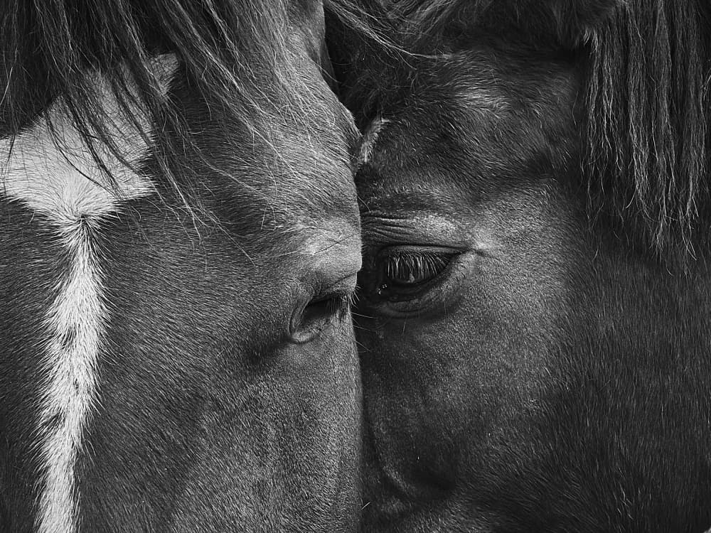 Horses Embrace