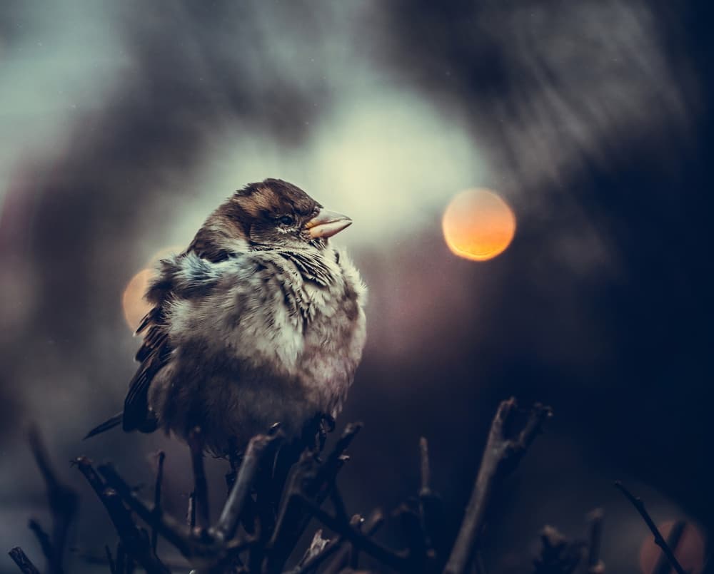 Cozy Winter Sparrow by Oles Paritskiy — canvas wall art