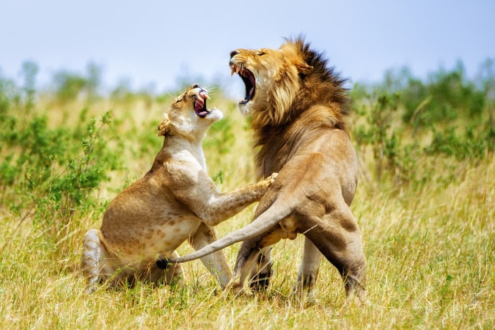 Roaring African Lions by Mohammed Alnaser — canvas wall art