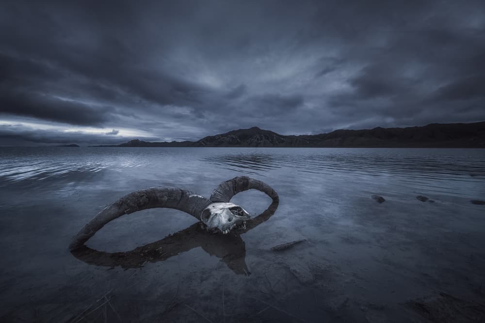 Somber Skull Reflection by TIANQI — canvas wall art
