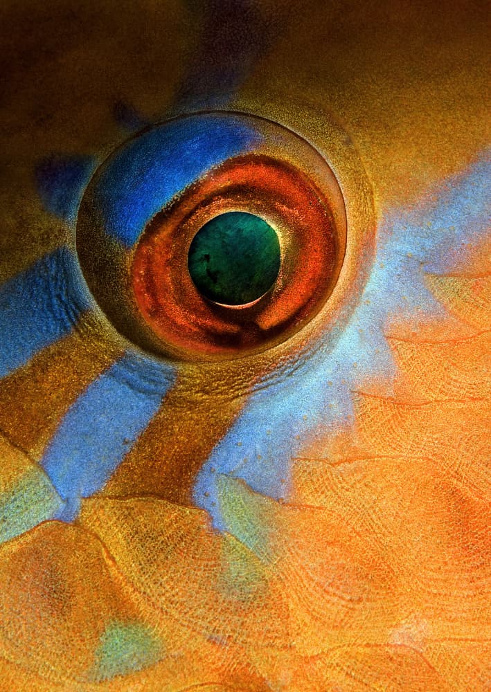Vibrant Fish Eye by Andrey Narchuk — canvas wall art