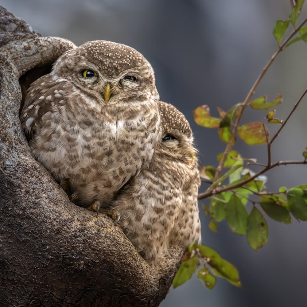 Cozy Spotted Owls by Anita Singh — canvas wall art