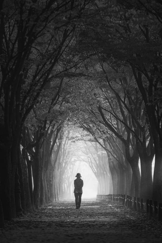Solitary Forest Path by Tiger Seo — canvas wall art