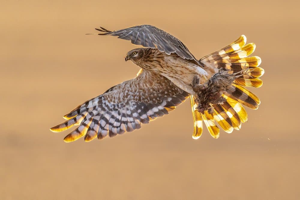 Hawk In Golden Light by Ahmed Sobhi — canvas wall art
