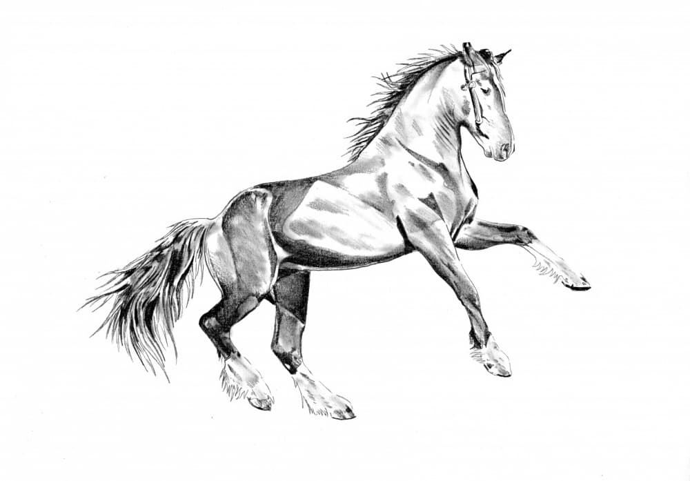 Rearing Majestic Horse by Kulik — canvas wall art