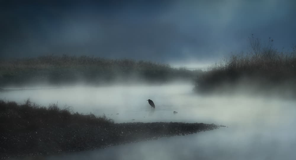 Crow on Misty River by Takafumi Yamashita — canvas wall art