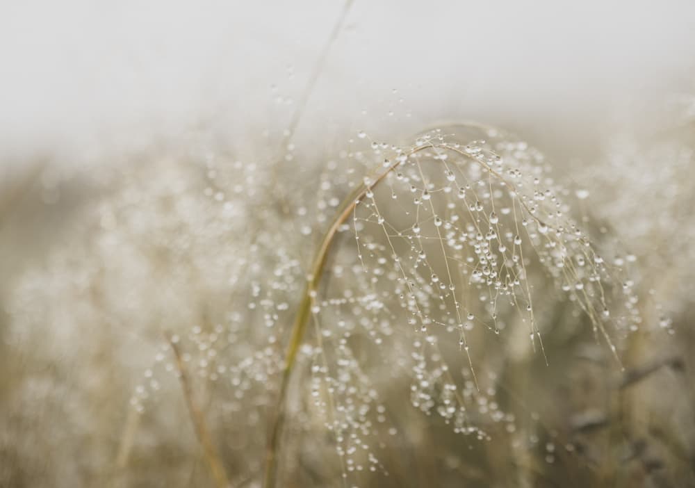 Sparkling Morning Dew by Claudi Lourens — canvas wall art