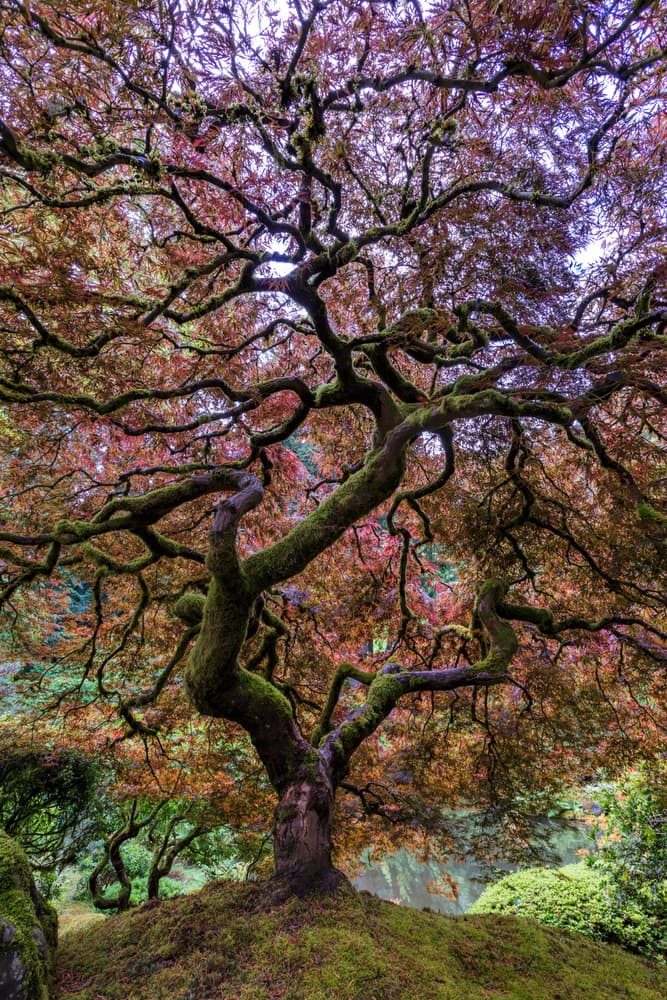 Japanese Maple Majesty by Mike Centioli — canvas wall art