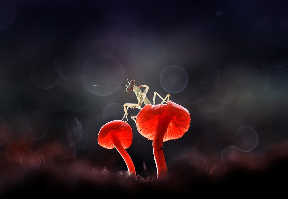 Mantis on Glowing Mushrooms by Abdul Gapur Dayak — canvas wall art