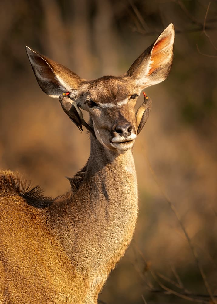 African Kudu And Oxpeckers by Hung Tsui — canvas wall art