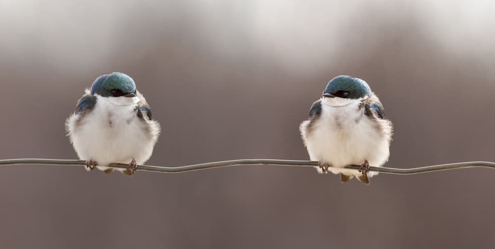 Peaceful Bird Pair by Lucie Gagnon — canvas wall art