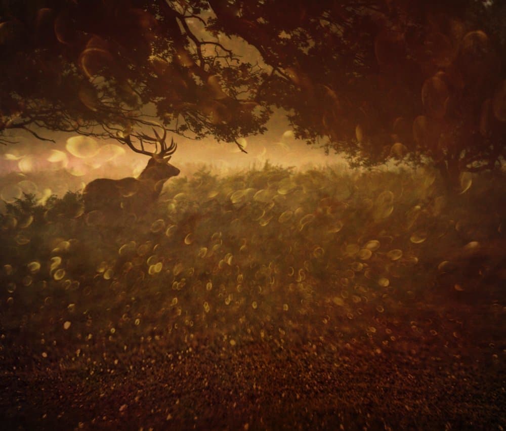 Golden Woods by Robert Fabrowski — canvas wall art