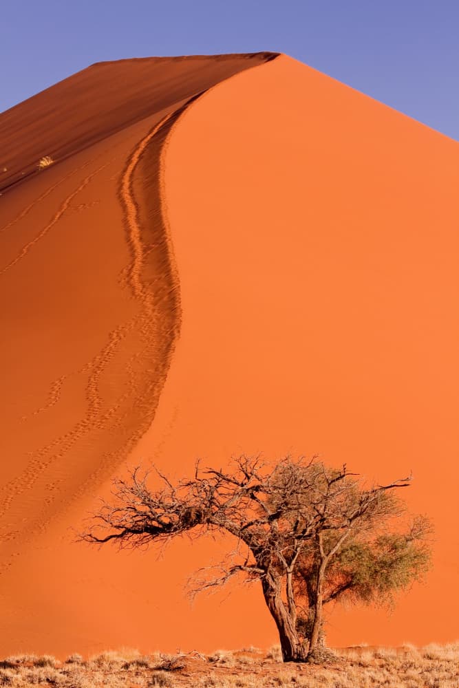 Red Dune Solitary Tree by Dirk Lombard — canvas wall art
