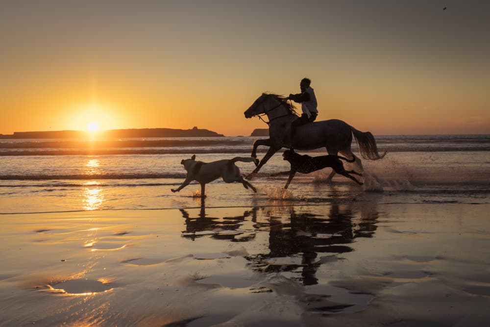 Sunset Beach Gallop by Dan Mirica — canvas wall art