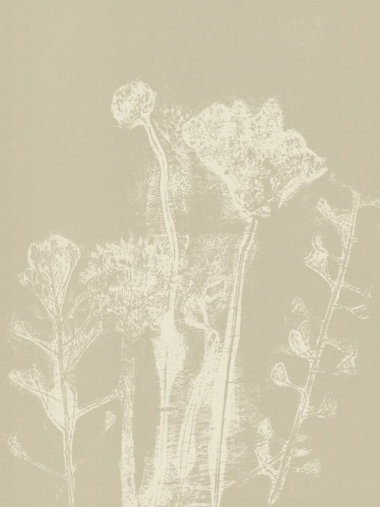 Soft Botanical Forms