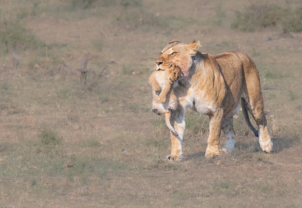 African Lioness Carrying Cub by Henry Zhao — canvas wall art