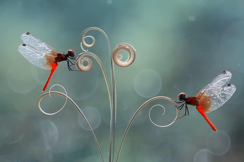 Red Dragonflies On Tendrils by Abdul Gapur Dayak — canvas wall art