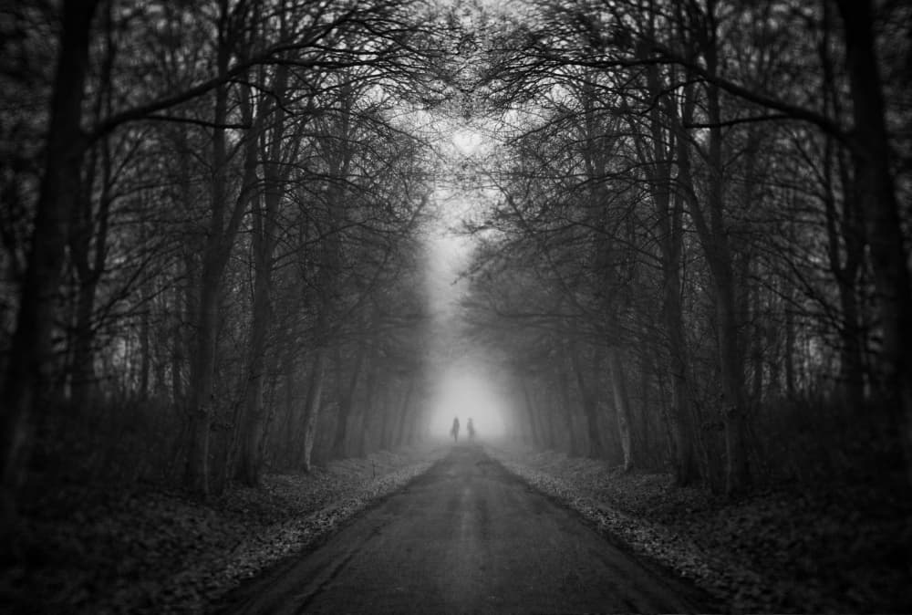 Mysterious Forest Path by Adam Dauria ☂ — canvas wall art