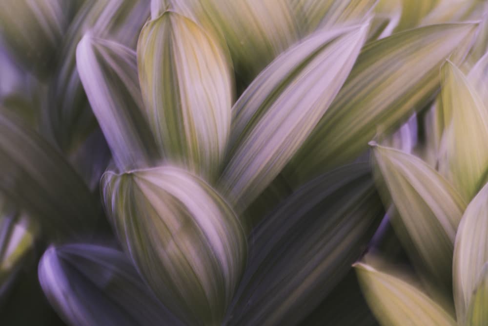 Soft Green Purple Foliage by Masaki Sugita — canvas wall art