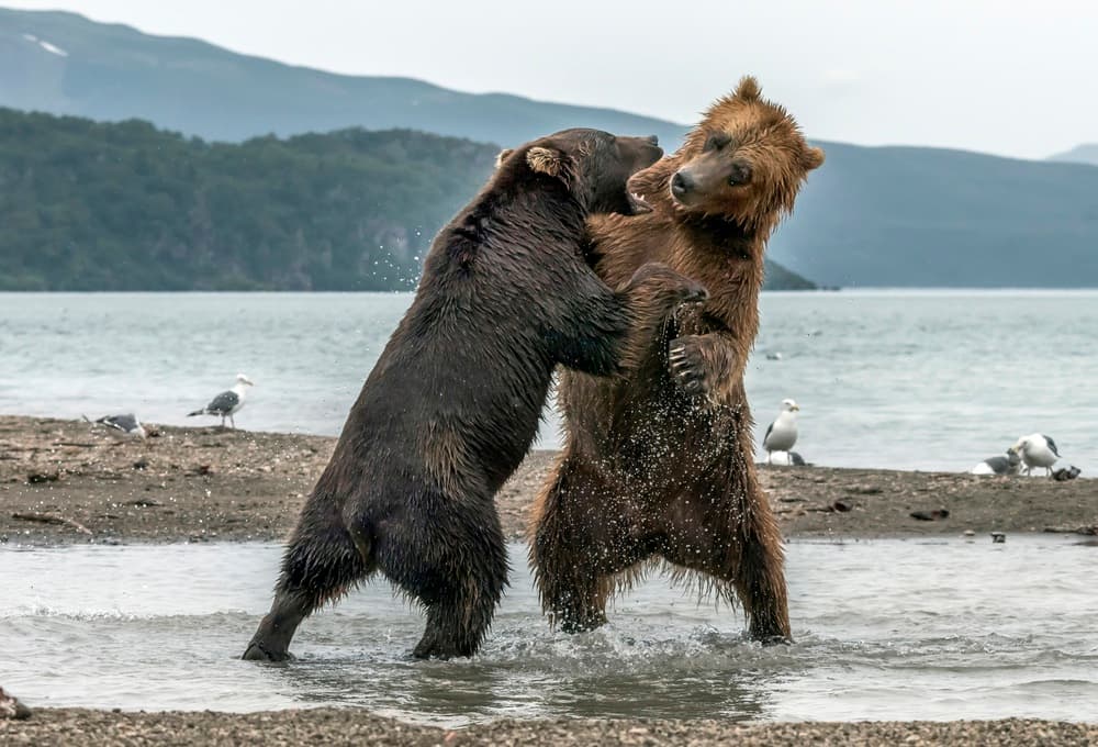 Wild Bears Wrestling by Giuseppe DAmico — canvas wall art