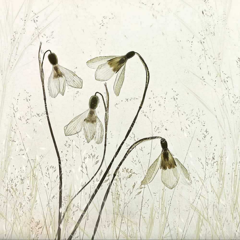 Springtime! by Nel Talen — canvas wall art