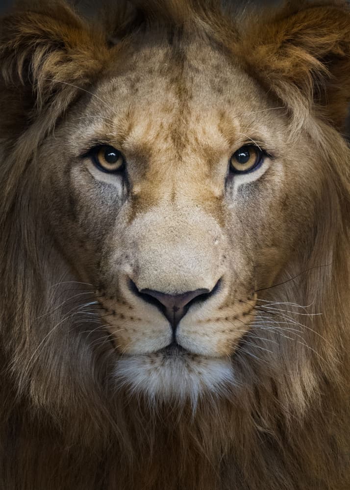 Intense Lion Gaze by Nadav Jonas — canvas wall art