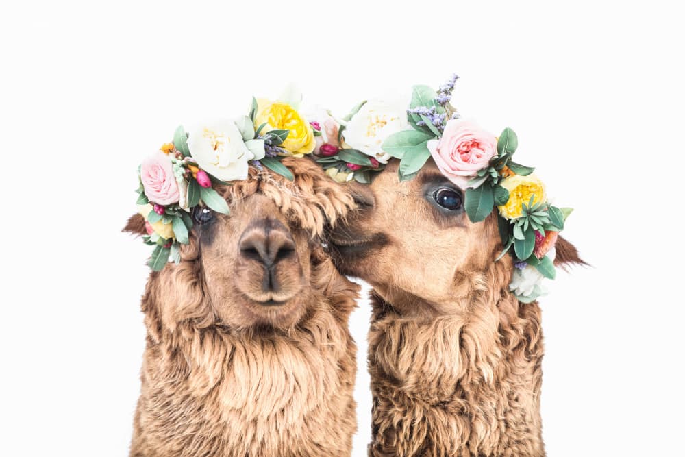 Boho Alpacas by Kathrin Pienaar — canvas wall art