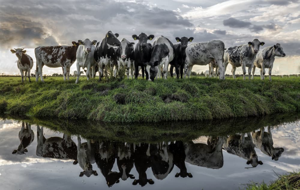 Cows Reflected In Water by Gert van den Bosch — canvas wall art
