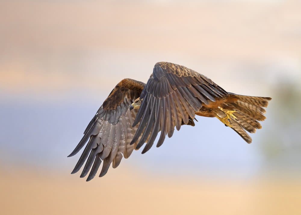 Majestic Bird Flight by Shlomo Waldmann — canvas wall art