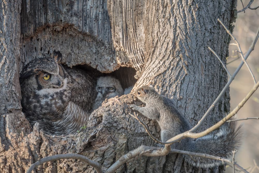 Owl Family Watch by Nick Kalathas — canvas wall art