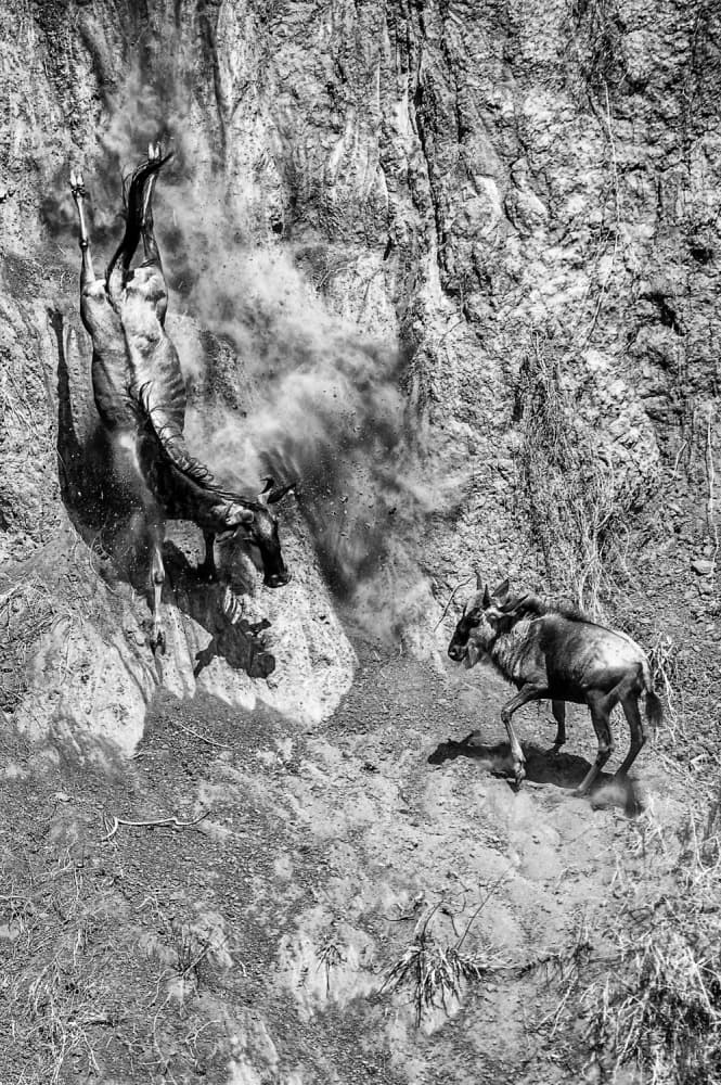 Wildebeest Cliff Plunge by Mohammed Alnaser — canvas wall art