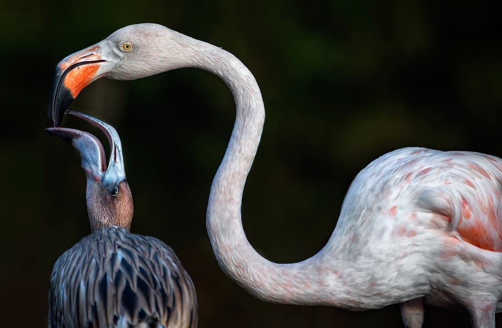Mother flamingo with chick by Xavier Ortega — canvas wall art
