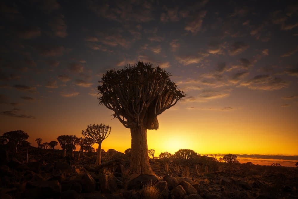 Quiver Tree Sunset by joanaduenas — canvas wall art