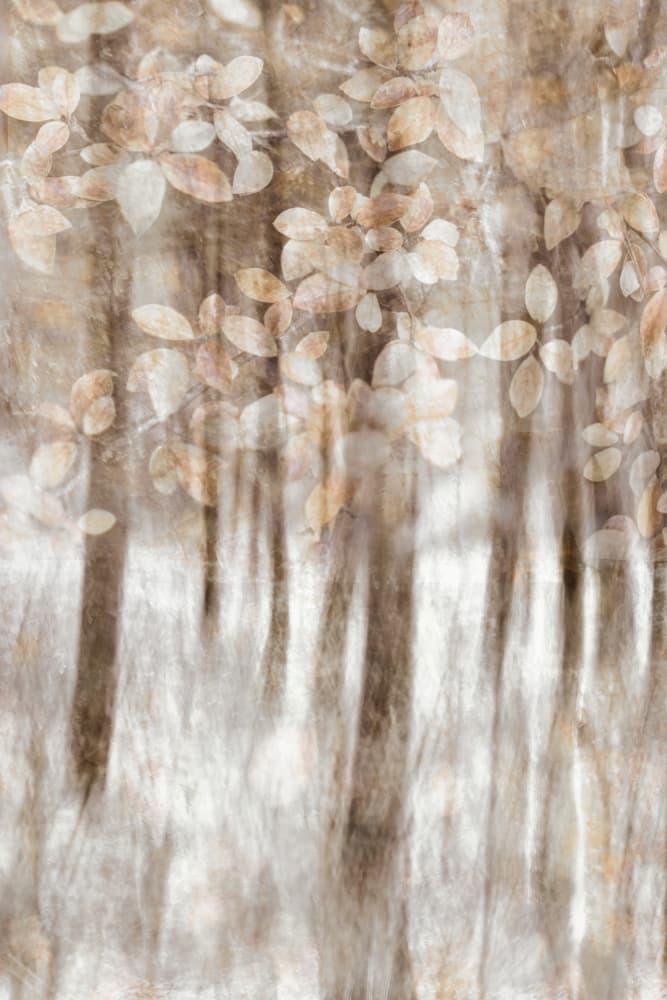 Dreamy Woodland Leaves by Christina Sillen — canvas wall art