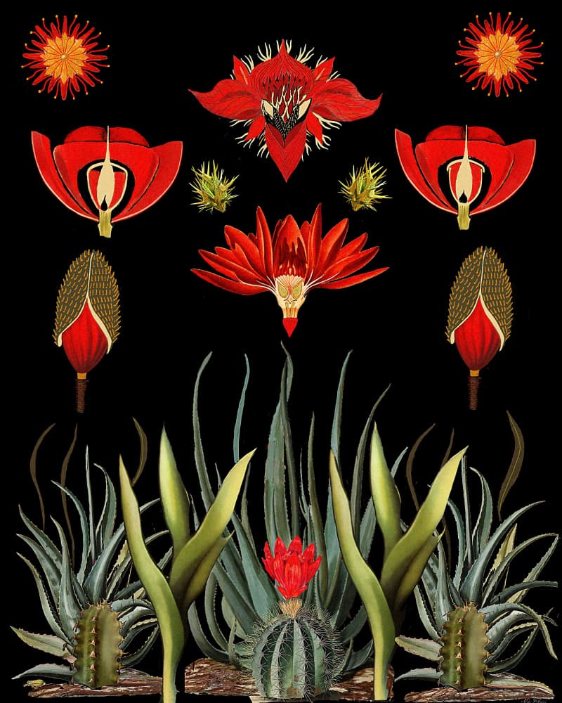 Red Desert Botanicals by giovanna nicolo — canvas wall art