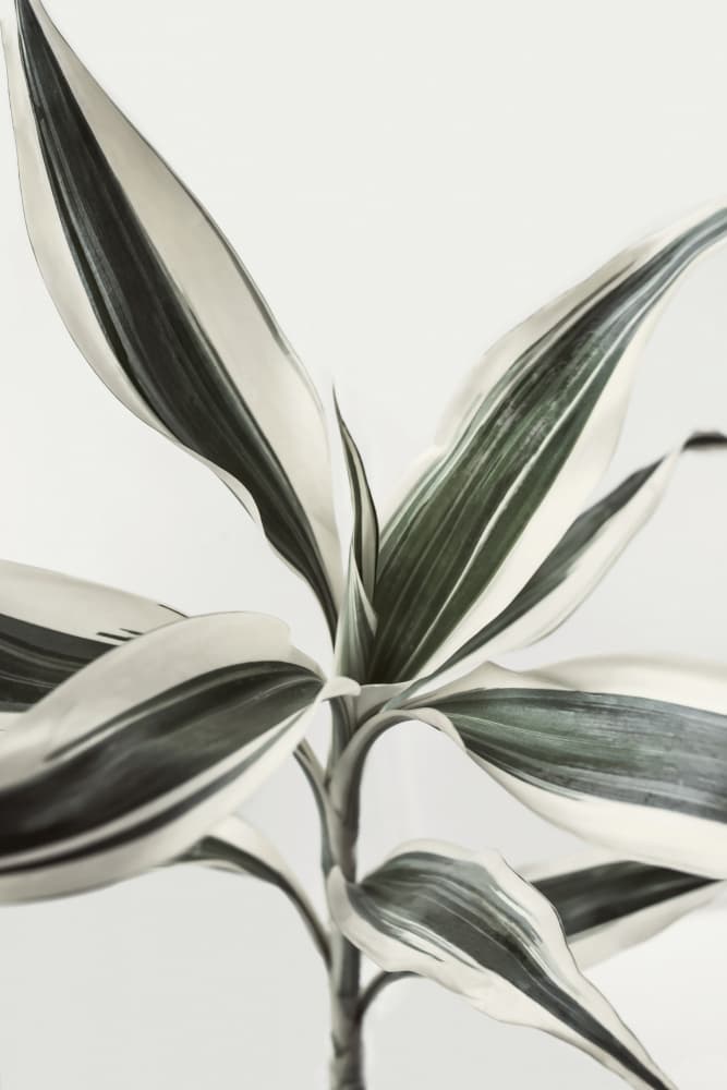 Foliage by Kathrin Pienaar — canvas wall art