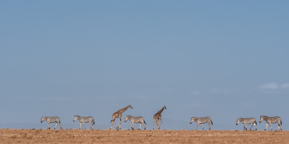 Savanna Wildlife Walk by Jennifer Lu — canvas wall art