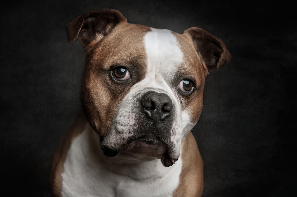 Expressive Bulldog Gaze by Heike Willers — canvas wall art