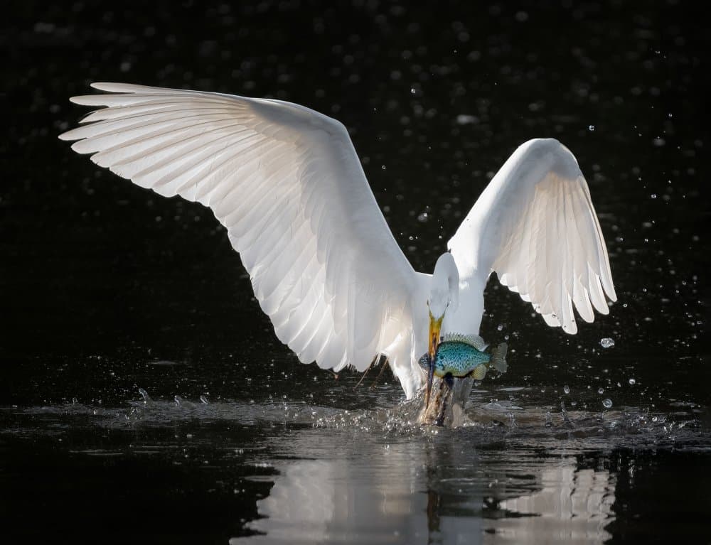Egret Catches Fish by Vicki Lai — canvas wall art