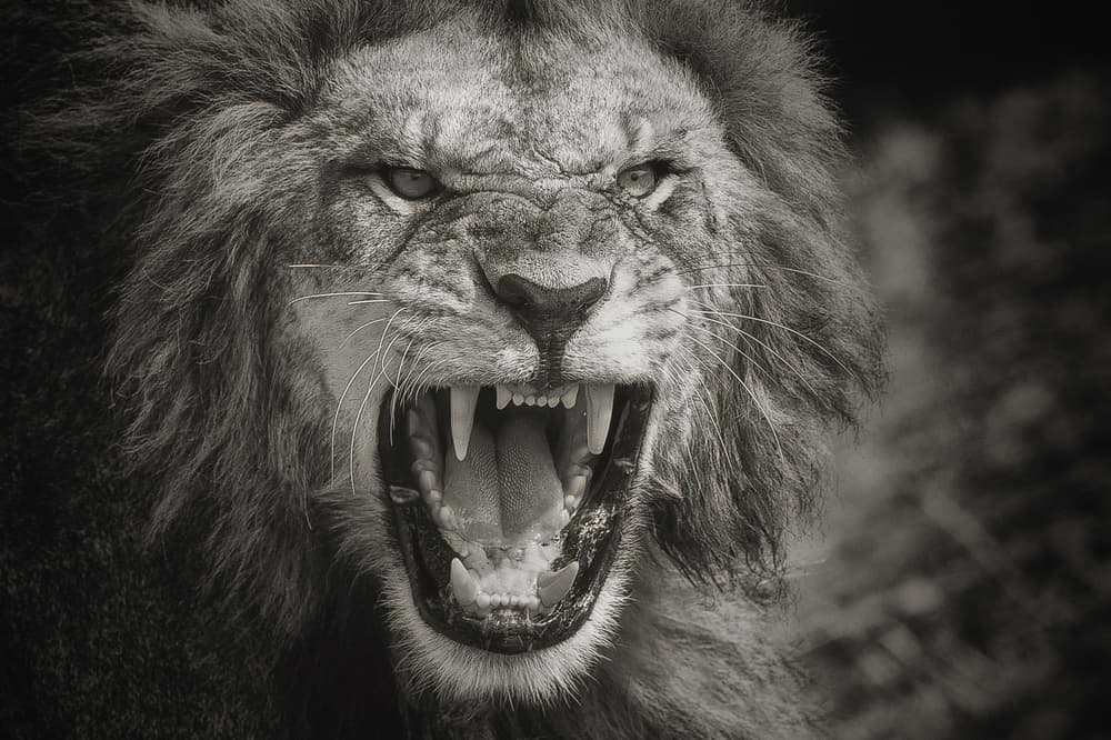 Fierce Lion Roar by Mohammed Alnaser — canvas wall art