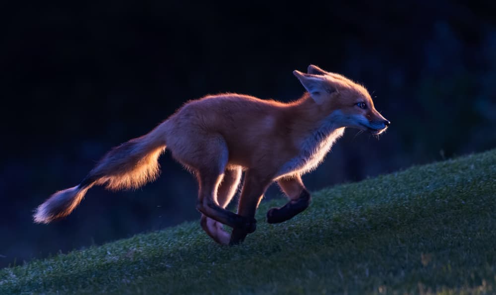 Glowing Red Fox Run by DonnaHom APA — canvas wall art
